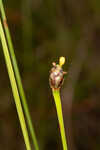 Richard's yelloweyed grass